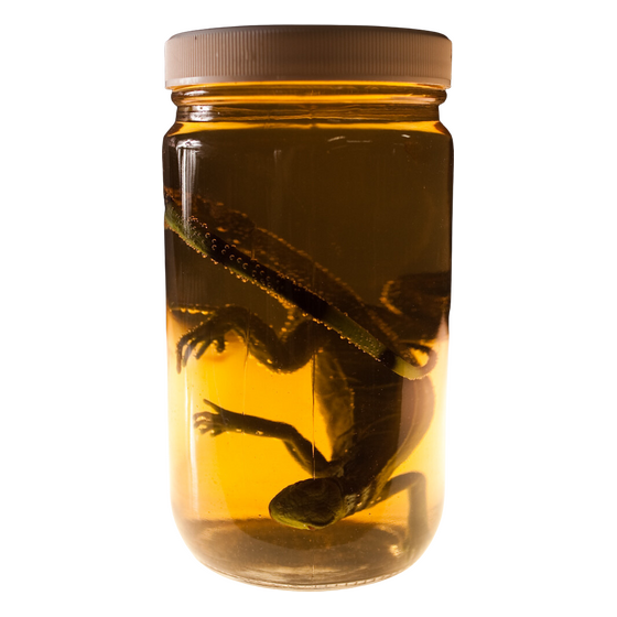 Small Iguana Replica Specimen Jar | Rental